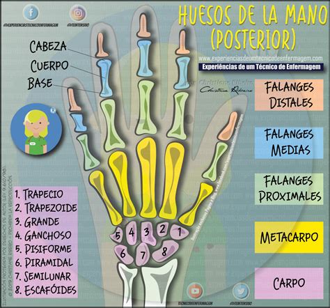 Los Huesos De La Mano Conociendo Su Anatomía Enfermería Ilustrada