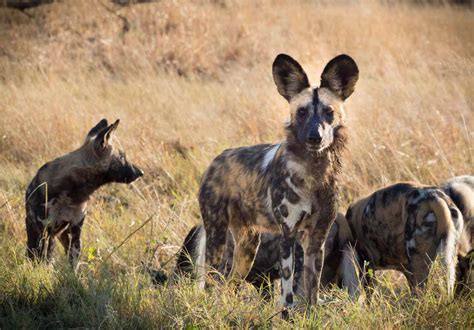 Why Are African Wild Dogs Important