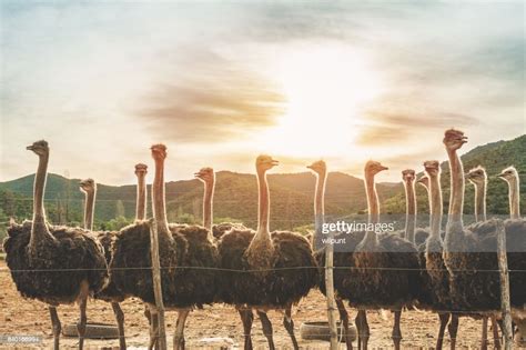 Female Ostriches At Sunset High Res Stock Photo Getty Images
