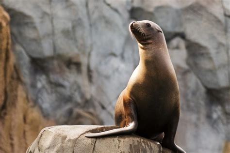 California Sea Lion Facts And Information Guide American Oceans