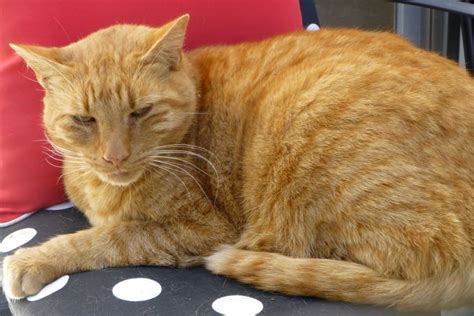 Found Pet Large Orange Tabby Cat In Longleaf Cc