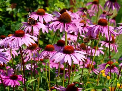 They are naturally adapted to colorado's climates, soils and environmental conditions. 5 Best Perennial Flowers for Colorado