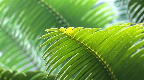 Tropical Green Palm Leaves Close Up Preview