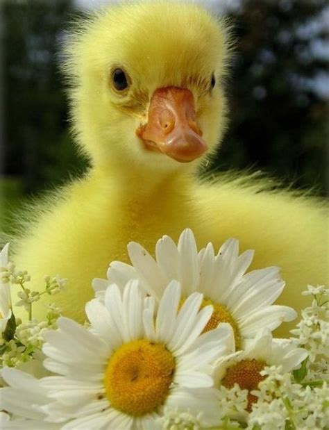 Adorable Cute Duckling With Flower Cutest Paw Cute Ducklings