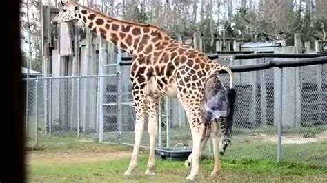 Giraffes Giving Birth At Zoo Youtube