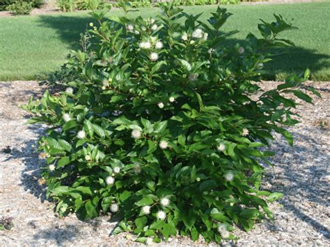 Cephalanthus Occidentalis Buttonbush My Everchanging Garden