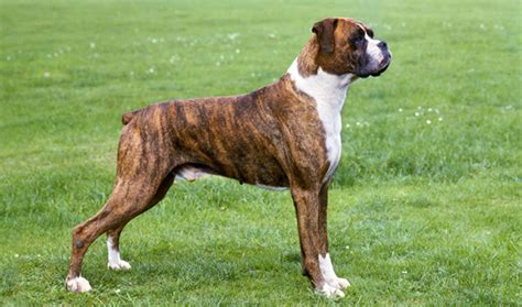 Boxer Breed Description Information History And Overview