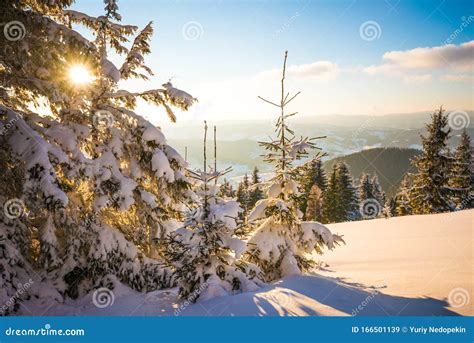 Mesmerizing Landscape Of Dense Coniferous Forest Stock Image Image Of