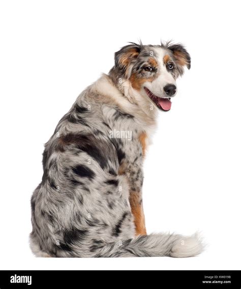 Portrait Of Australian Shepherd 5 And A Half Months Old Sitting In