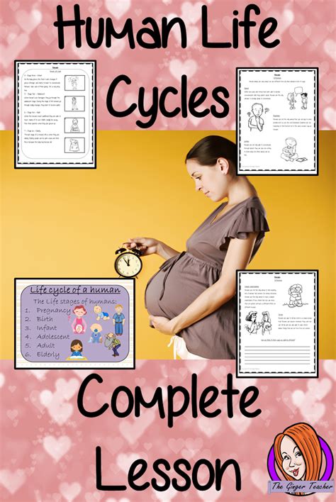 Human Life Cycles Complete Science Lesson Teaching Resources