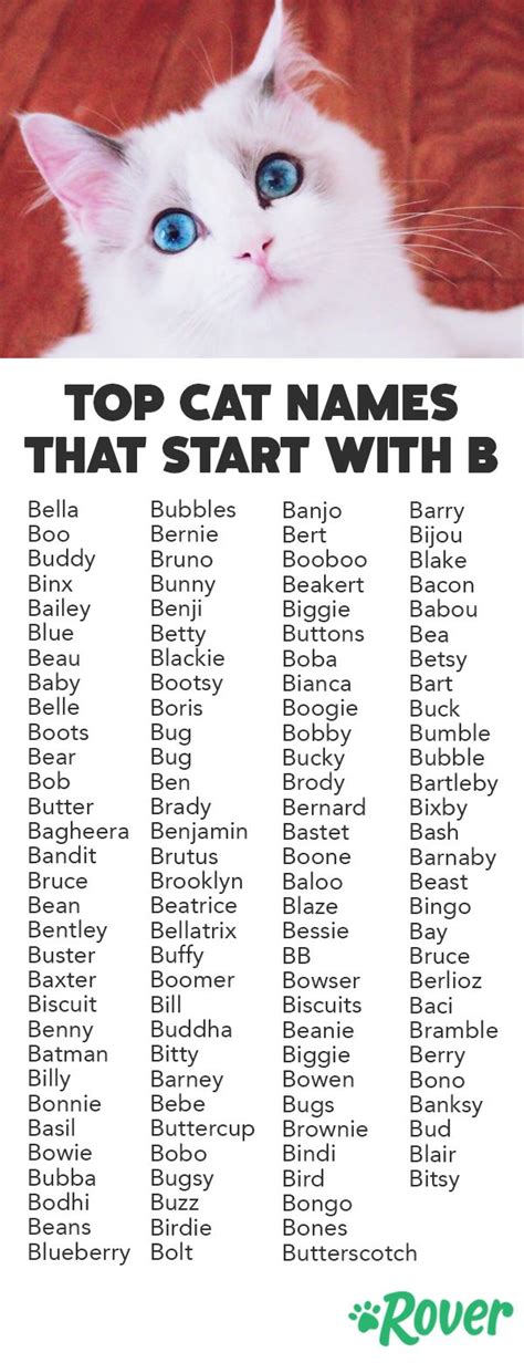 Cat Names That Start With A B Catsxd