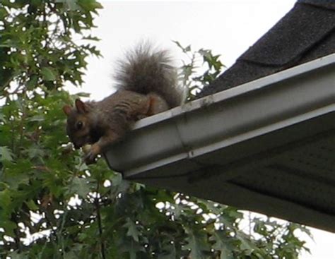 Using Traps To Keep Squirrels Out Of Your Attic Safford Trading Company
