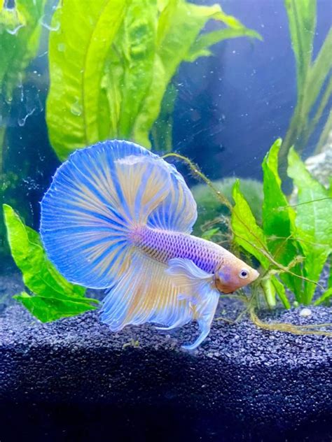 Elephant Ear Betta Care Guide Diet Diseases Tank Set Up And More