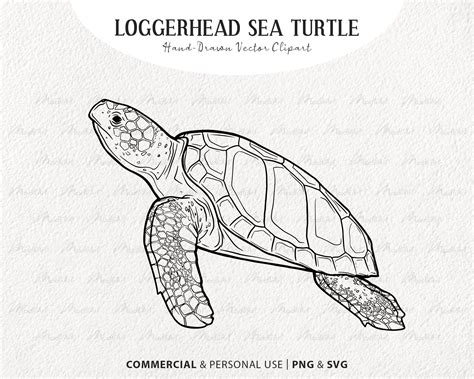 Loggerhead Sea Turtle Vector Clip Art Sea Animal Digital Line Etsy
