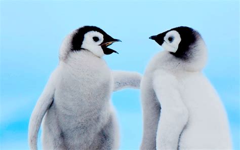 Download Wallpaper For 2560x1440 Resolution Cute Baby Penguins