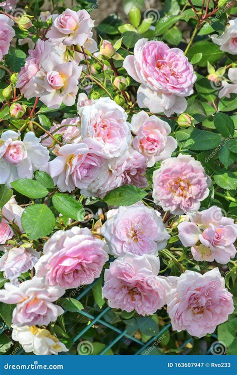Blossoming Bush Of Pale Pink English Roses In Rose Garden Stock Image