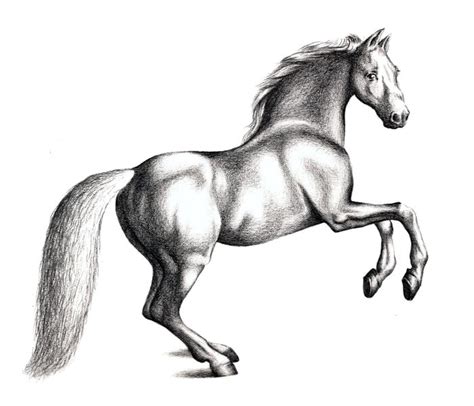 Horse Drawing Easy Free Download On Clipartmag