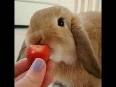 We did not find results for: Cute little Mini lop Bunny Rabbit eating a strawberry ...