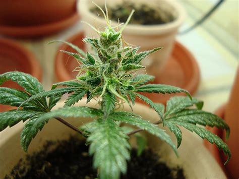 Autoflowering Cannabis Faq 7 Must Know Facts Sensi Seeds
