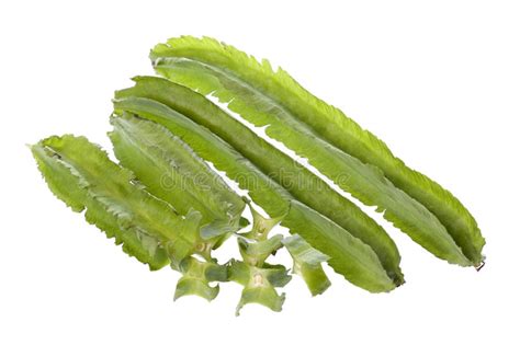 Posts tagged 'four angled bean'. Four Angled Beans stock photo. Image of vegetarian, angle ...