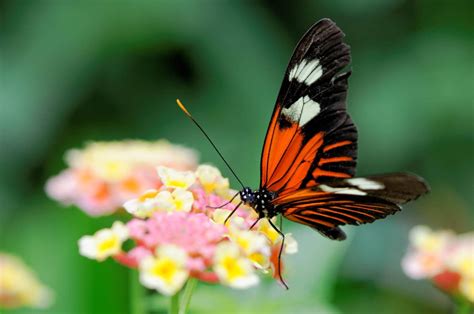 Butterfly Nature Insects Macro Zoom Close Up Wallpaper Wallpapers