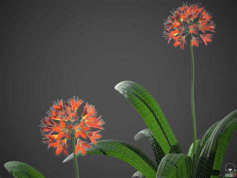 Xfrogplants Bush Lily Clivia Miniata 3d Model Animated Cgtrader