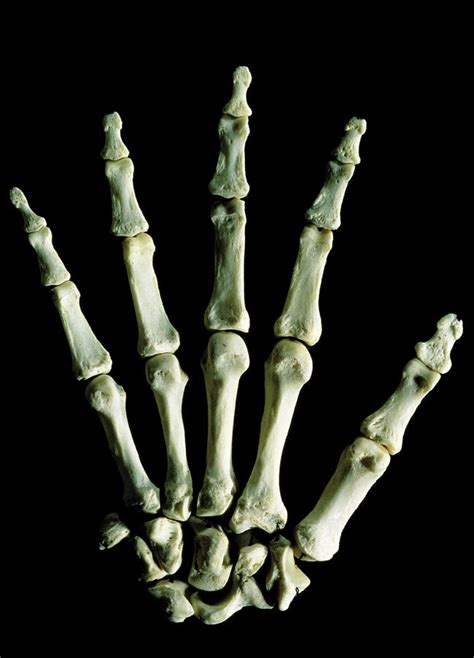 Photo Of Skeleton Of Human Right Wrist And Hand Photograph By James