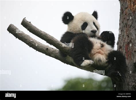 Giant Panda Cub Ailuropoda Melanoleuca Called Fu Long Rests On A Dry