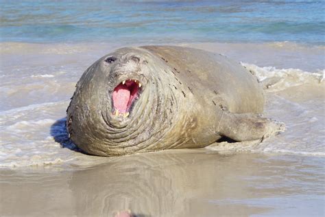 Southern Elephant Seal Hout Bay Beach Cape Town Western Cape 2203