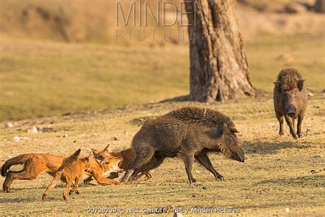 Minden Pictures Indian Wild Dogs Or Dhole Cuon Alpinus Attacking