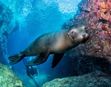 Swimming With Lions In The Galapagos Islands Original Senses