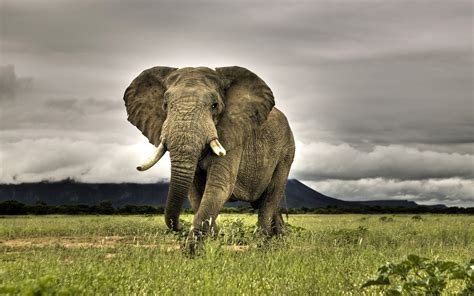 image gallary  beautiful elephant wallpapers  desktop