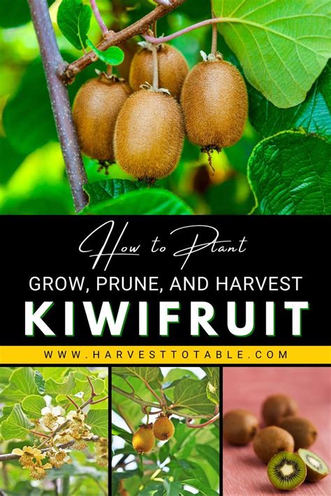 Kiwi Fruit Growing On The Tree With Text Overlay Reading How To Plant Grow Prune And Harvest