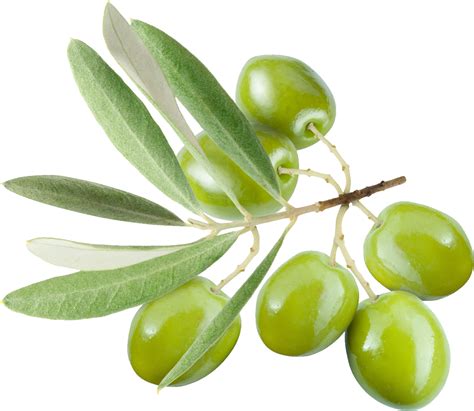 Olive Leaves Png Png Image Collection
