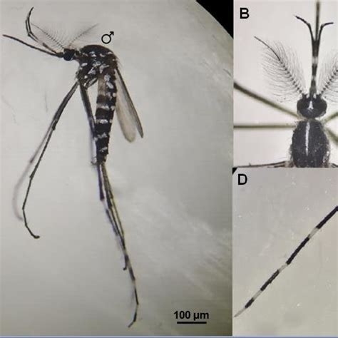 Pdf New Report Of Aedes Albopictus In Souk Ahras Northeast Algeria
