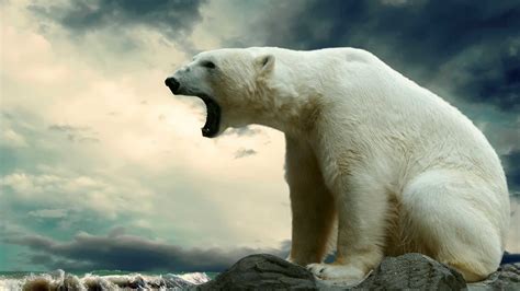 Jun 27, 2021 · find all the latest news on the environment and climate change from the telegraph. Polar Bears Wallpapers (61+ images)