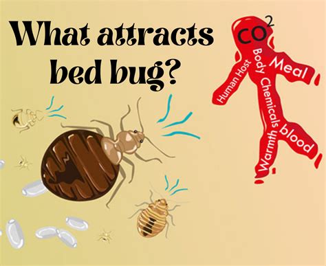 What Is The Main Cause Of Bed Bugs