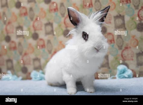Cute White Baby Bunny Rabbit Lionhead Stock Photo Alamy