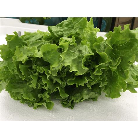 Organic Green Leaf Lettuce Lettuce Price Cutter