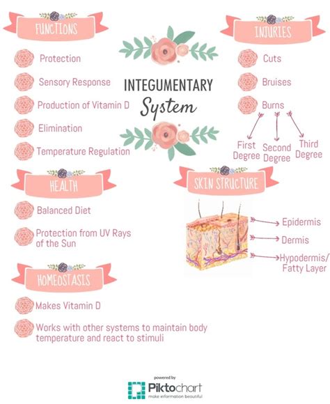 Integumentary System Concept Map
