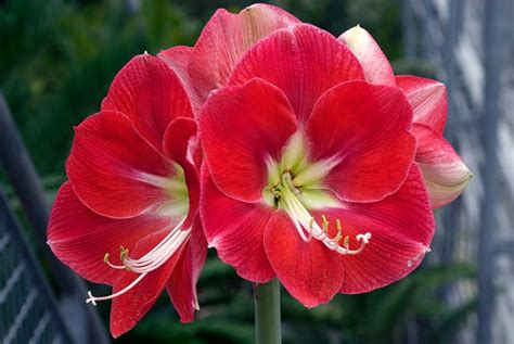 Maybe you would like to learn more about one of these? Kimberly L. Jackson - New Jersey Gardens - Amaryllis bulbs ...