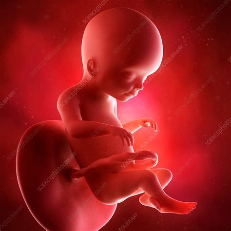 Human Fetus Age 20 Weeks Stock Image F0156615 Science Photo Library