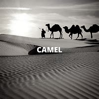 Camel | Royalty Free Music - Pixabay