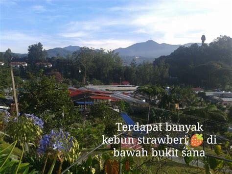 Muslim homestay cameron highland is surrounded with interesting attractions such as strawberry farm, bharat tea, boh tea, pusat pertanian mardi and many more. Azalea Muslim Homestay Cameron Highlands © LetsGoHoliday.my
