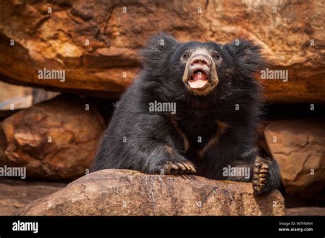 Sloth Bear Melursus Ursinus On Rocks Daroji Bear Sanctuary