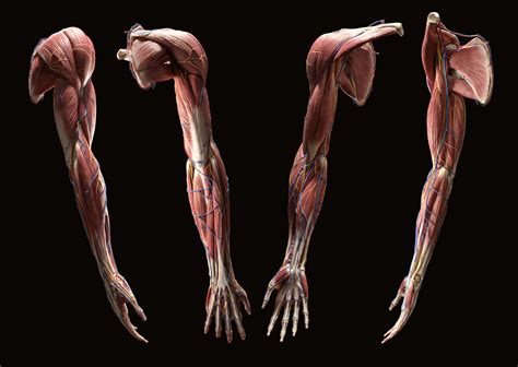 Big5 Studio Anatomy Of The Upper Limb Zspheres