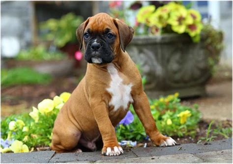10 Things To Know About The Boxer Dog