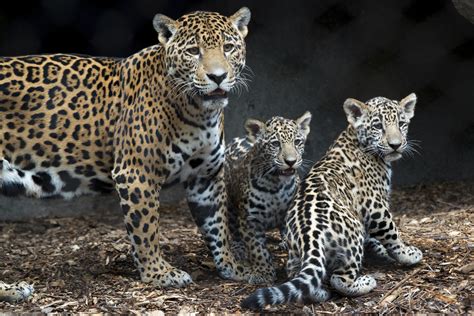 Something New To Spot Jaguar Cubs Make Debut At Houston Zoo Ap News