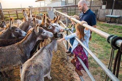 Pet And Feed Donkeys At Peaceful Valley Donkey Rescue In San Angelo