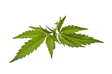 Cannabis Joint Blunt Cannabis Png Download 650431 Free